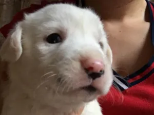 Cachorro raça SRD idade Abaixo de 2 meses nome Floquinho