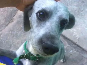 Cachorro raça Poodle idade 3 anos nome Jupiter