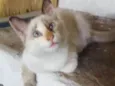 bibi
