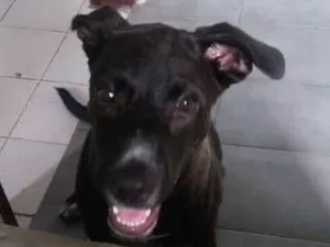 Cachorro raça pitbull idade 2 a 6 meses nome Thor