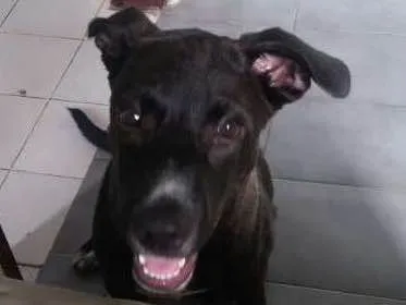 Cachorro ra a pitbull idade 2 a 6 meses nome Thor