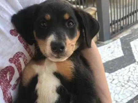 Cachorro ra a Vira Lata idade 2 a 6 meses nome Sem nome