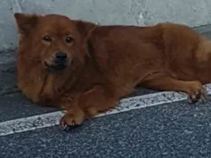 Cachorro raça chowchow idade 1 ano nome sem nome