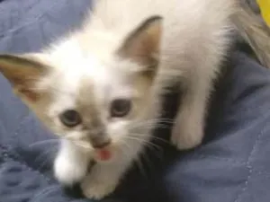 Gato raça não sabe idade Abaixo de 2 meses nome não tem