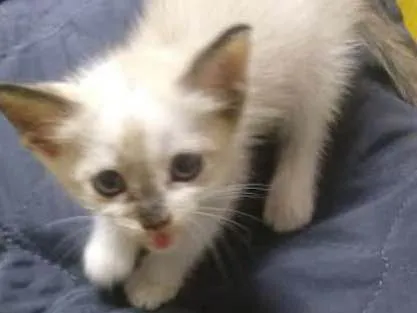 Gato ra a não sabe idade Abaixo de 2 meses nome não tem