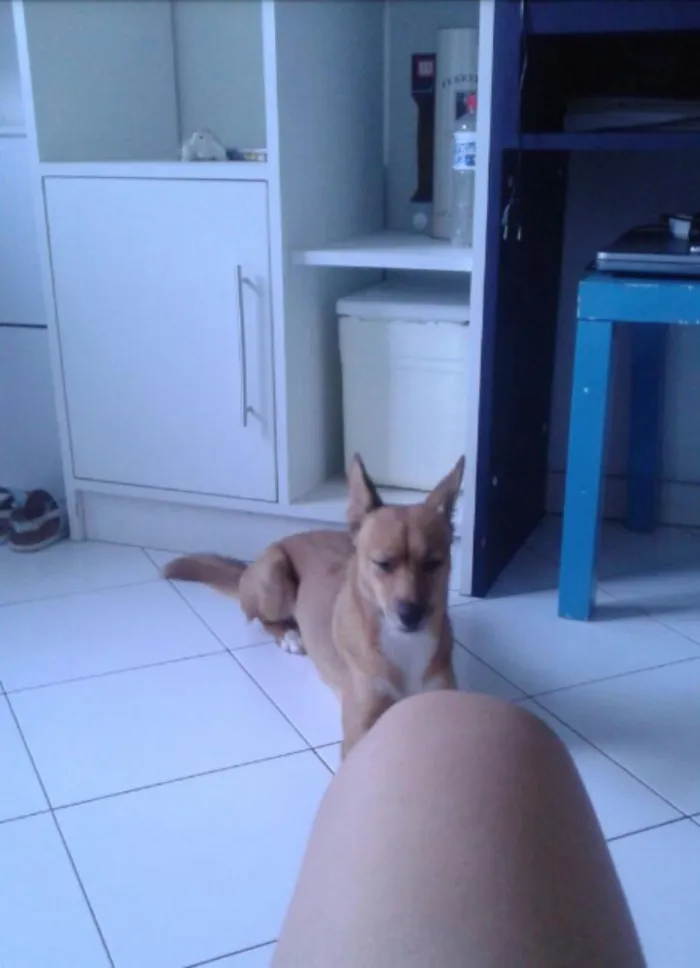 Cachorro raça  idade 1 ano nome kira
