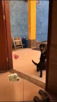 Pelé