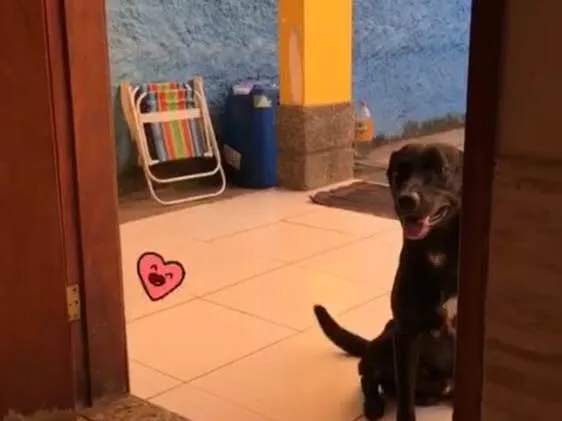 Cachorro ra a SRD idade 2 anos nome Pelé