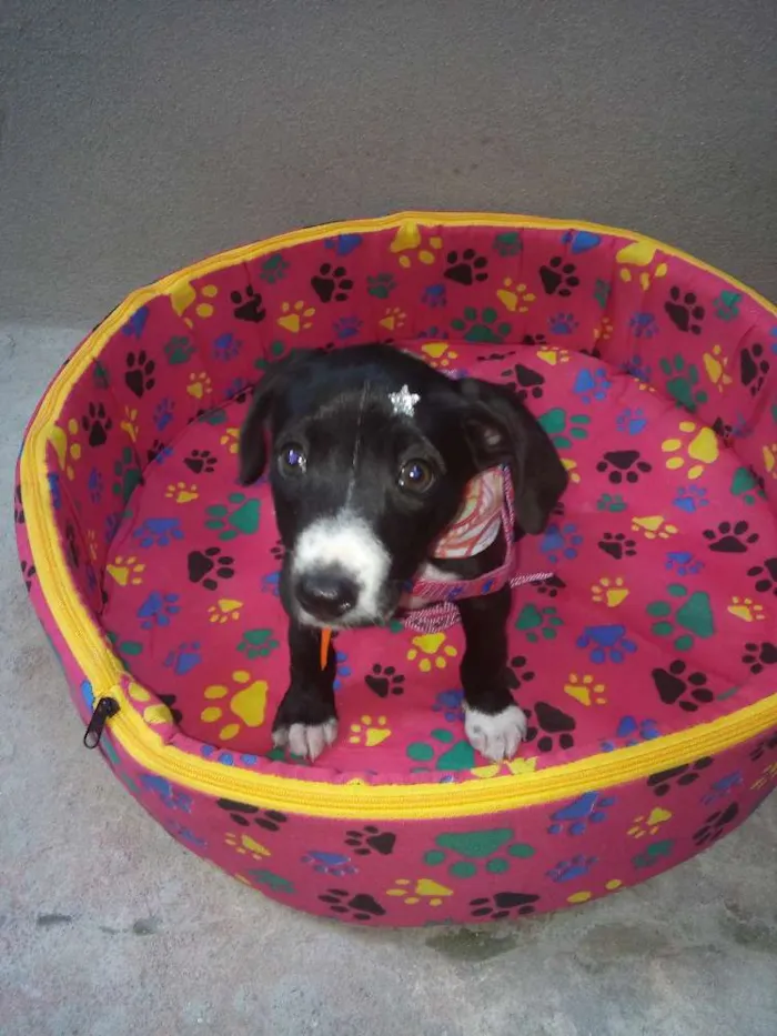 Cachorro ra a Srd idade 2 a 6 meses nome Nhyna