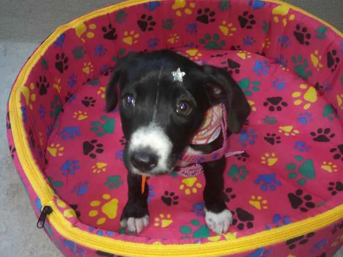 Cachorro ra a Srd idade 2 a 6 meses nome Nhyna