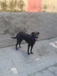 Zuma