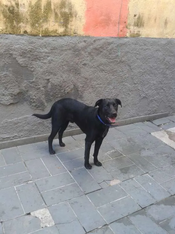 Cachorro ra a Labrador idade 7 a 11 meses nome Zuma