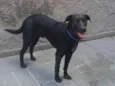 Zuma