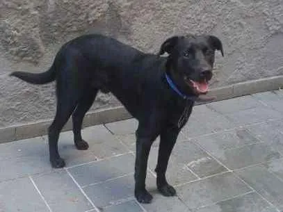 Cachorro ra a Labrador idade 7 a 11 meses nome Zuma