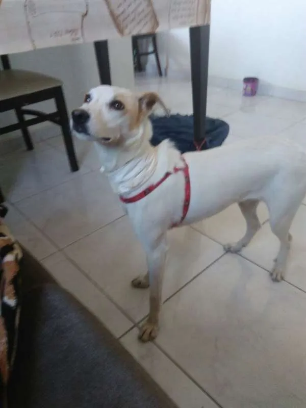 Cachorro ra a SRD idade 1 ano nome Linda