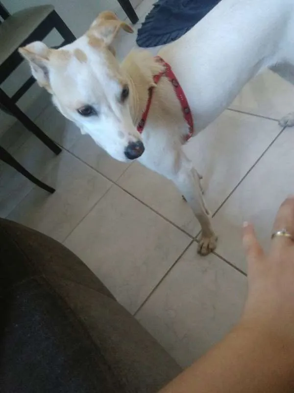 Cachorro ra a SRD idade 1 ano nome Linda