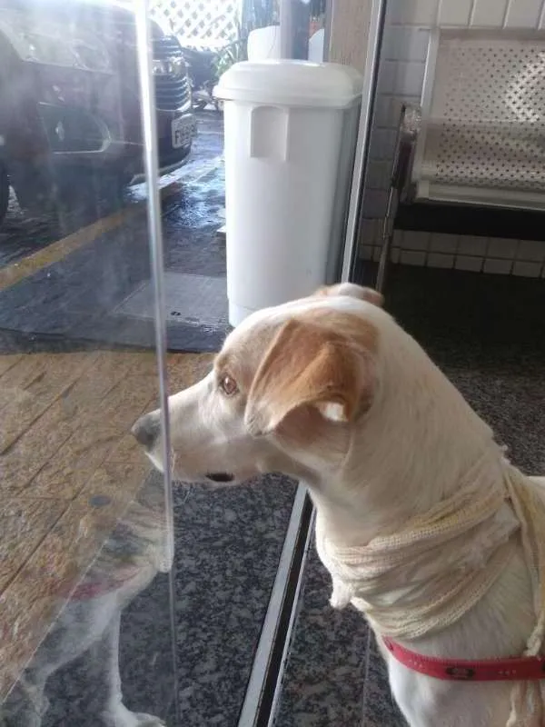 Cachorro ra a SRD idade 1 ano nome Linda