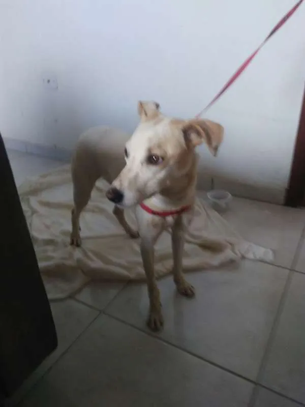 Cachorro ra a SRD idade 1 ano nome Linda