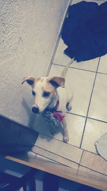 Cachorro ra a SRD idade 1 ano nome Linda