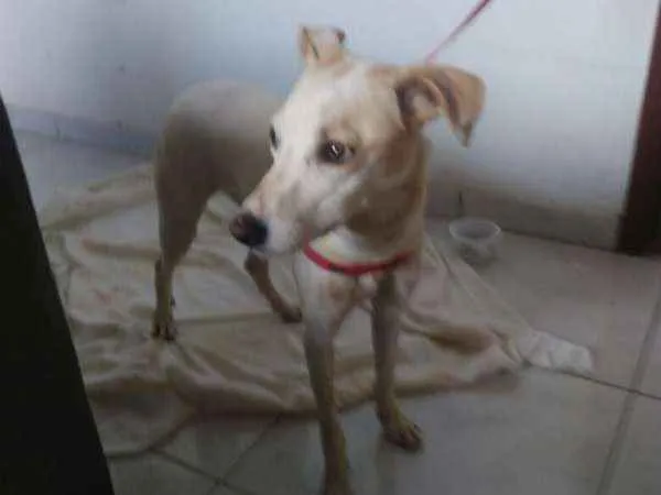 Cachorro ra a SRD idade 1 ano nome Linda
