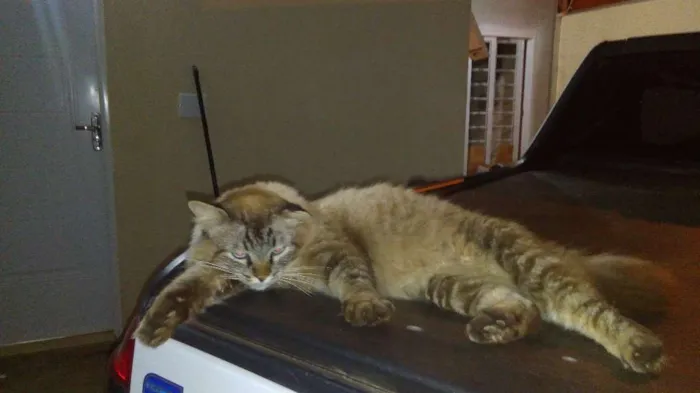Gato ra a Angorá/Siamês idade 1 ano nome Sem Nome