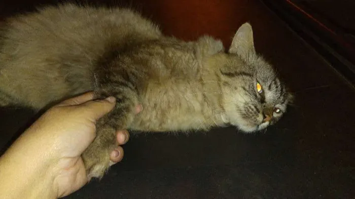 Gato ra a Angorá/Siamês idade 1 ano nome Sem Nome