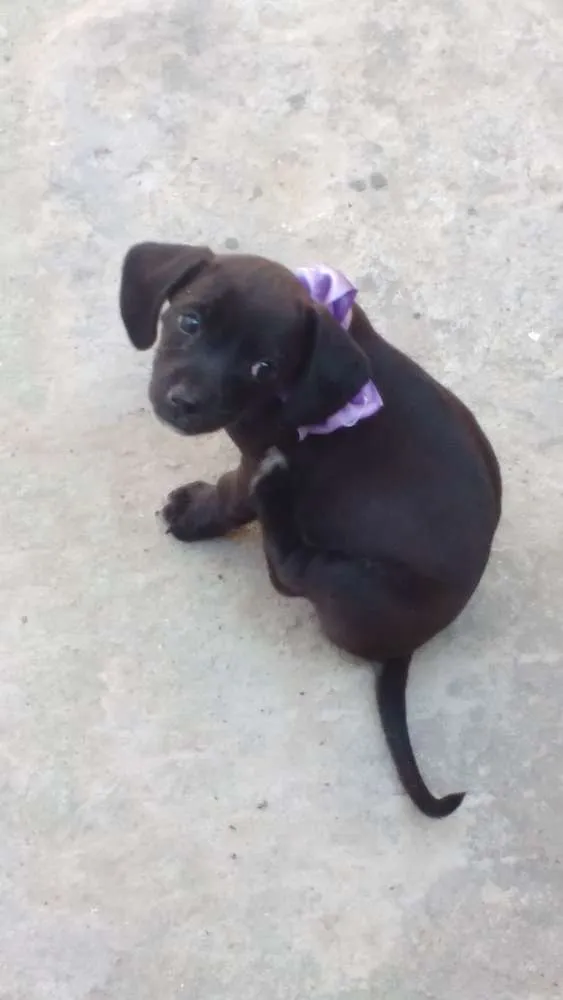 Cachorro ra a Techel idade 2 a 6 meses nome Madonna, Meg e Luna