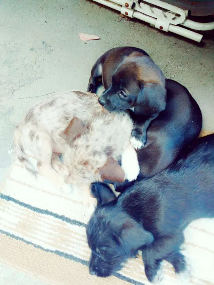 Cachorro ra a Techel idade 2 a 6 meses nome Madonna, Meg e Luna