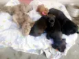 Madonna, Meg e Luna