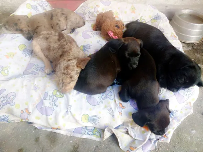 Cachorro ra a Techel idade 2 a 6 meses nome Madonna, Meg e Luna