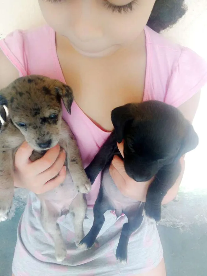 Cachorro ra a Techel idade 2 a 6 meses nome Madonna, Meg e Luna