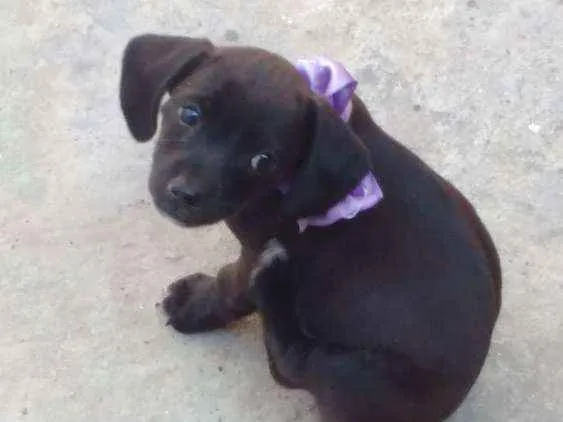 Cachorro ra a Techel idade 2 a 6 meses nome Madonna, Meg e Luna
