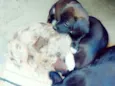 Madonna, Meg e Luna