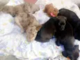 Madonna, Meg e Luna