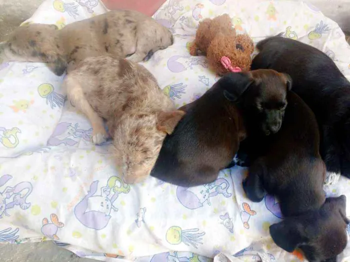 Cachorro ra a Techel idade 2 a 6 meses nome Madonna, Meg e Luna
