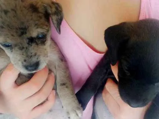 Cachorro ra a Techel idade 2 a 6 meses nome Madonna, Meg e Luna