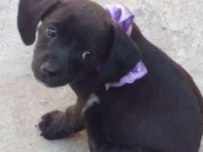 Cachorro ra a Techel idade 2 a 6 meses nome Madonna, Meg e Luna