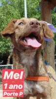 MEL