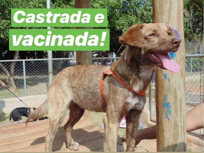 Cachorro ra a SRD idade  nome MEL