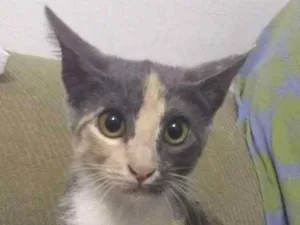 Gato raça SRD idade 2 a 6 meses nome Luna