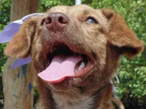 Cachorro raça SRD idade  nome MEL