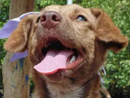 Cachorro ra a SRD idade  nome MEL