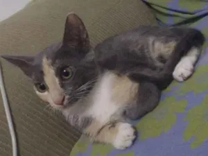 Gato raça SRD idade 2 a 6 meses nome Luna