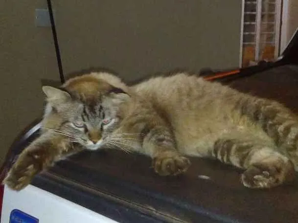 Gato ra a Angorá/Siamês idade 1 ano nome Sem Nome
