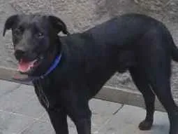 Cachorro ra a Labrador idade 7 a 11 meses nome Zuma