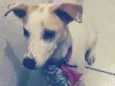 Linda