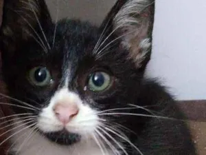 Gato raça não identificado idade  nome frajolinha