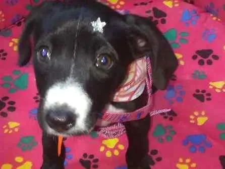 Cachorro ra a Srd idade 2 a 6 meses nome Nhyna