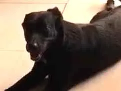 Cachorro raça SRD idade 2 anos nome Pelé