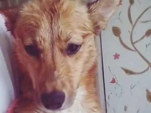 Cachorro raça  idade 1 ano nome kira